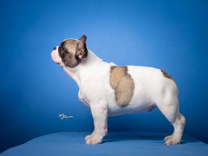 Francuski Buldog prelepi stenci