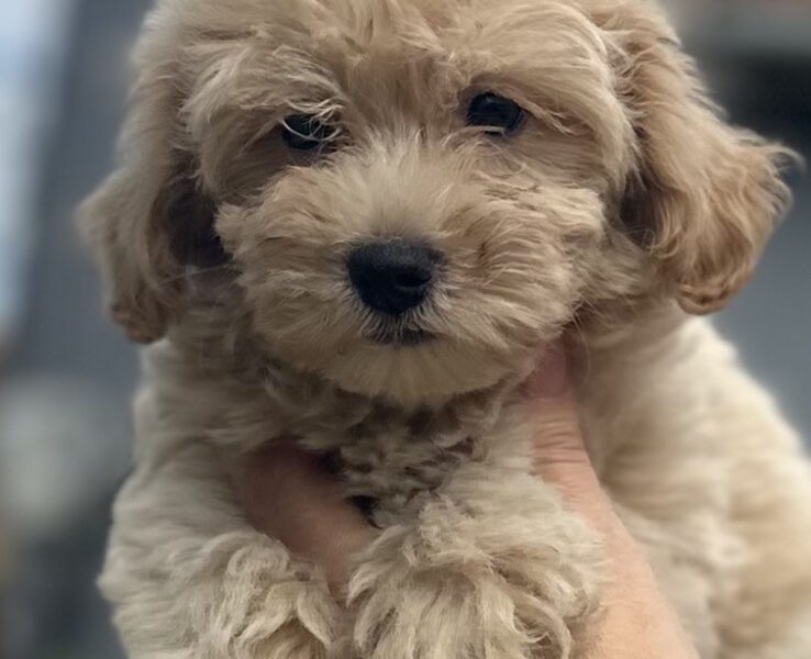 Maltipoo stenci vrhunske genetike