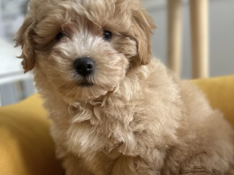 Maltipoo stenci vrhunske genetike