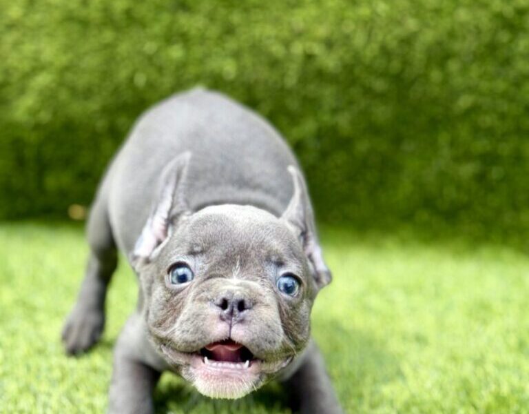 Francuski buldog plavi štenci