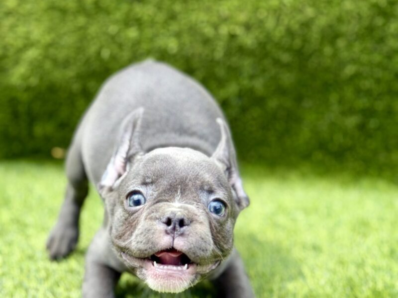 Francuski buldog plavi štenci