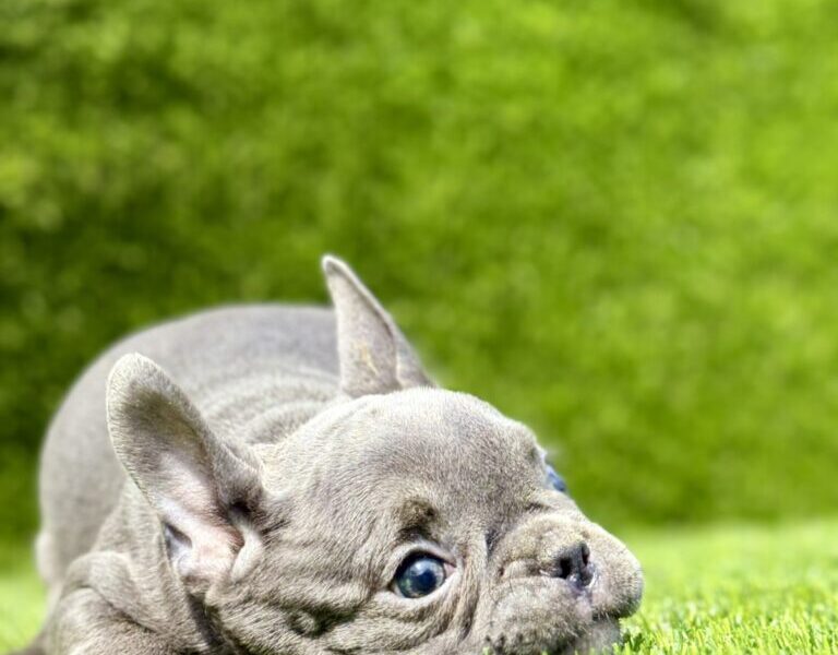 Francuski buldog plavi štenci