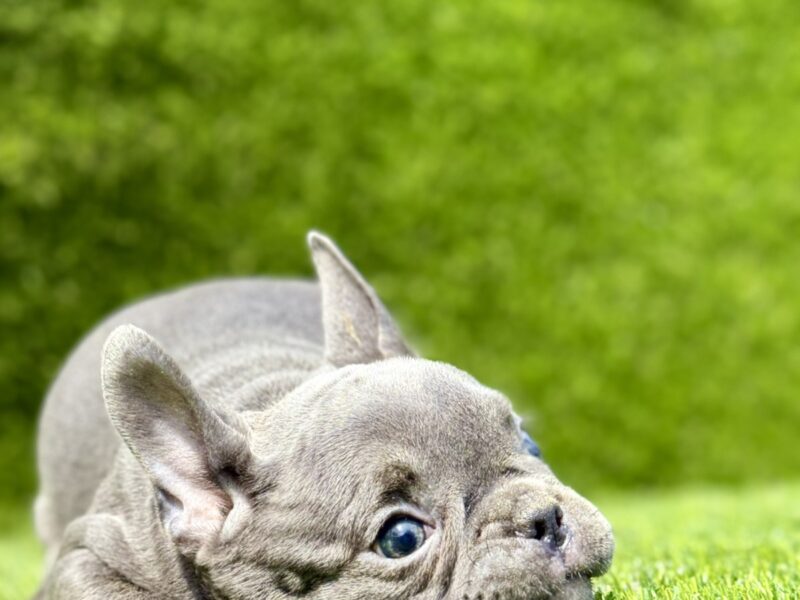 Francuski buldog plavi štenci