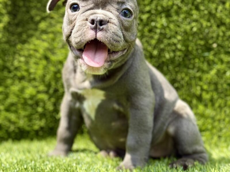 Francuski buldog plavi štenci