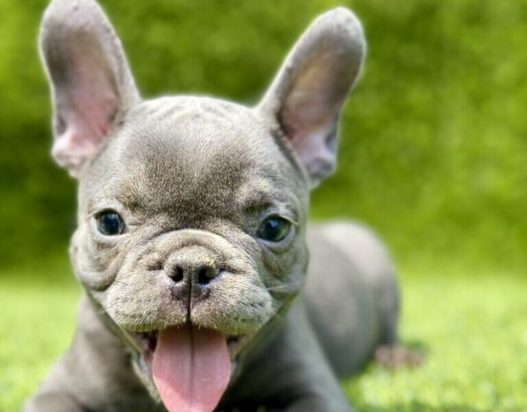 Francuski buldog plavi štenci