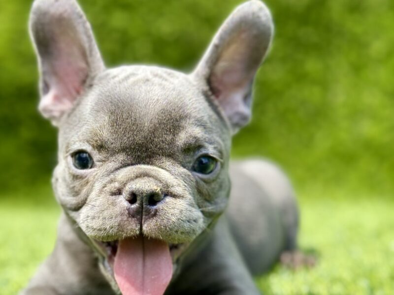 Francuski buldog plavi štenci