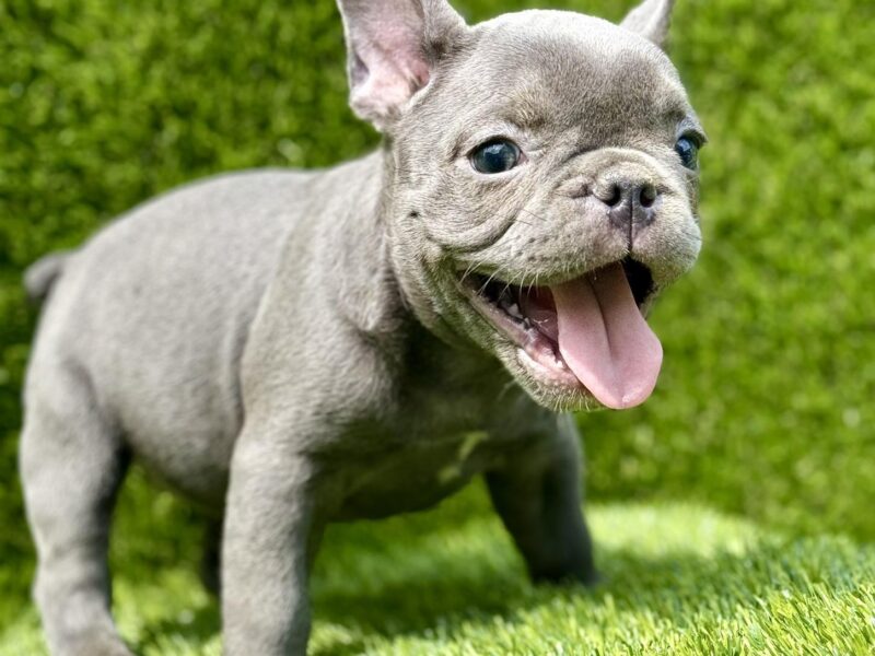 Francuski buldog plavi štenci