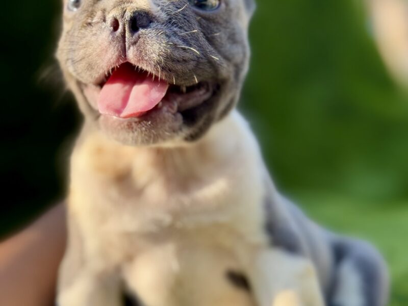 Francuski buldog plavi štenci