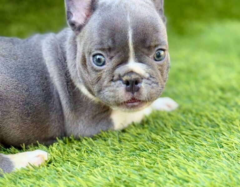 Francuski buldog plavi štenci