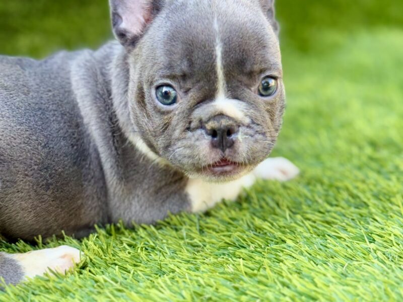 Francuski buldog plavi štenci