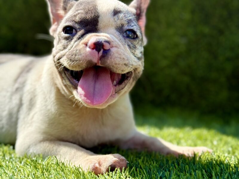 Francuski buldog plavi štenci