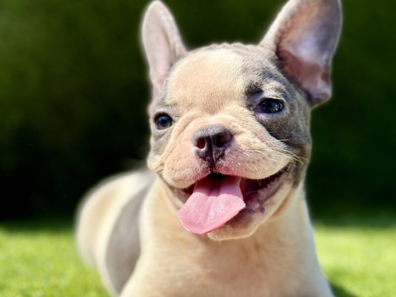 Francuski buldog plavi štenci