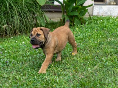 Južnoafrički mastif – Boerboel štenci
