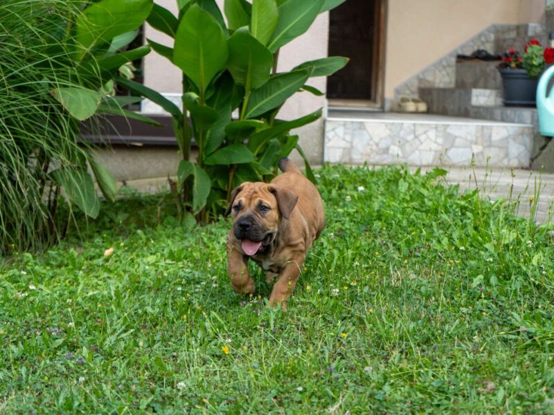 Južnoafrički mastif – Boerboel štenci