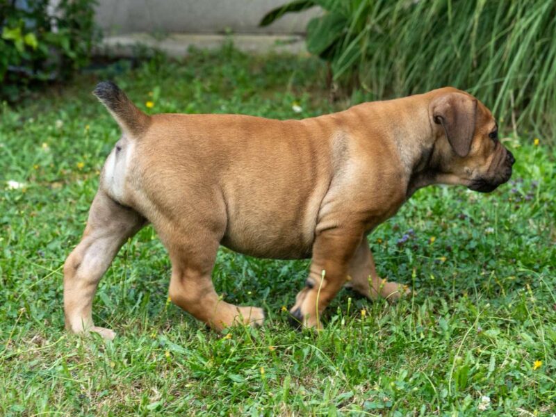 Južnoafrički mastif – Boerboel štenci