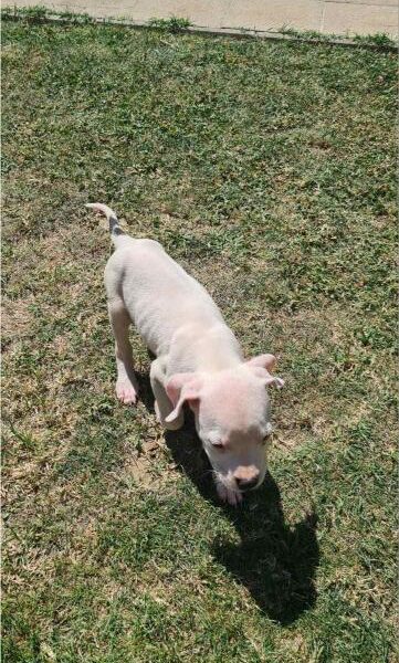 Dogo argentino prelepi štenci