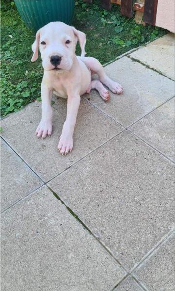 Dogo argentino prelepi štenci