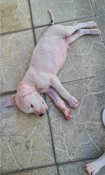 Dogo argentino prelepi štenci