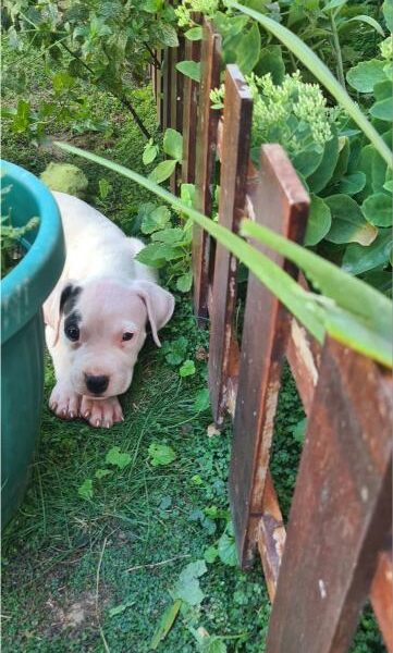 Dogo argentino prelepi štenci