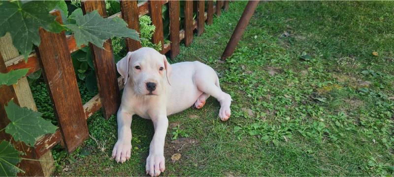 Dogo argentino prelepi štenci