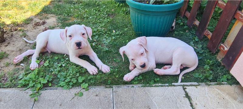 Dogo argentino prelepi štenci