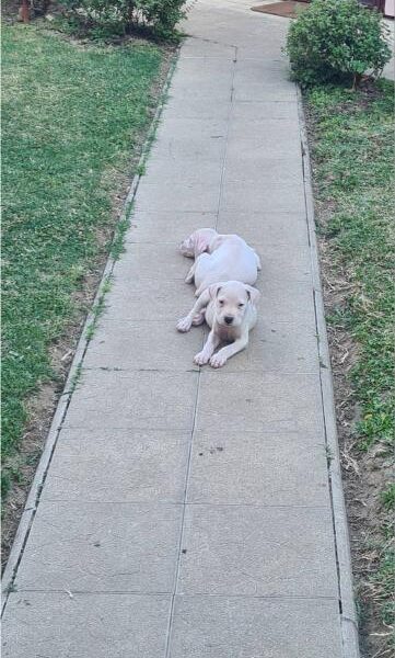 Dogo argentino prelepi štenci