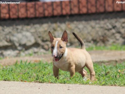 Mini Bull Terijer prelepi stenci