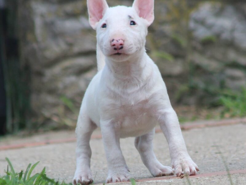 Mini Bull Terijer prelepi stenci