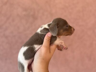 Jazavicar prelepi stenci