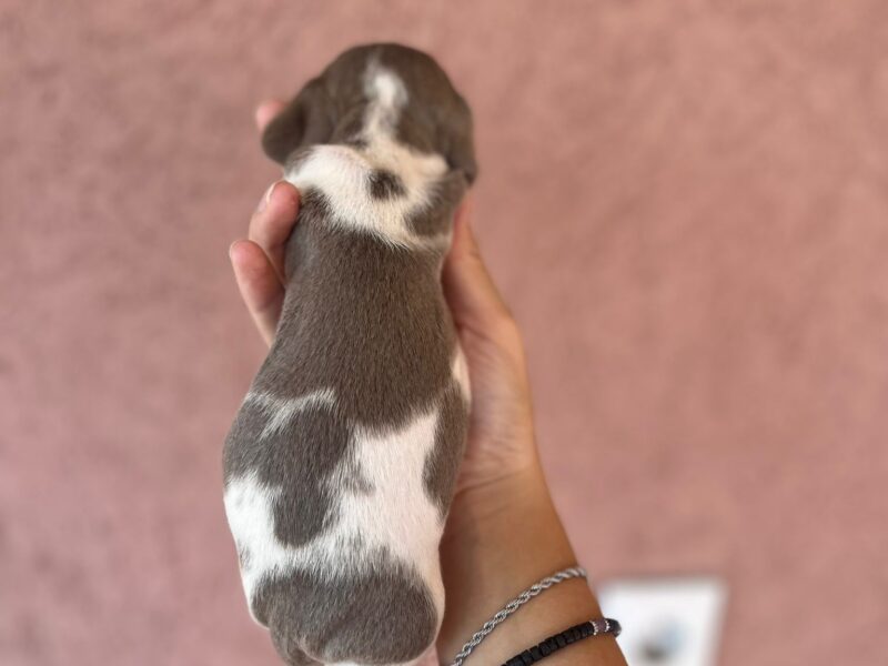 Jazavicar prelepi stenci