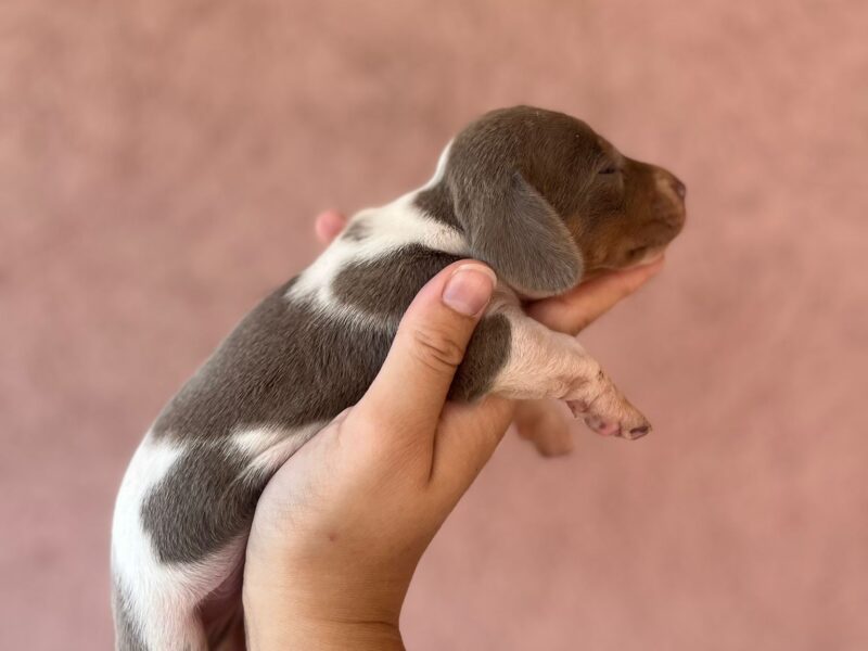 Jazavicar prelepi stenci