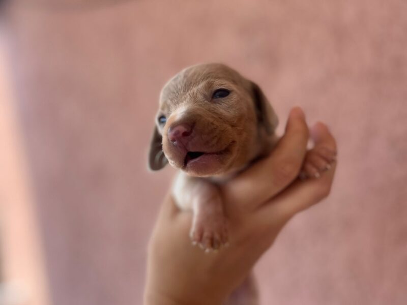 Jazavicar prelepi stenci