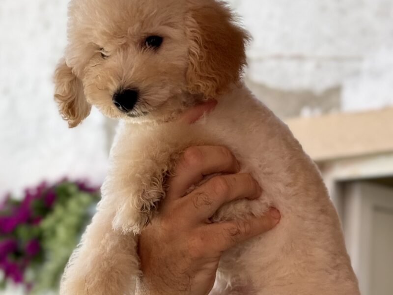 Patuljasta Aprikot Pudla muško štene