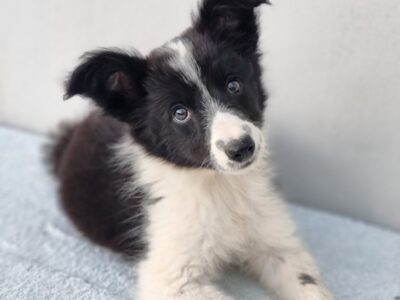 Border Collie štenci