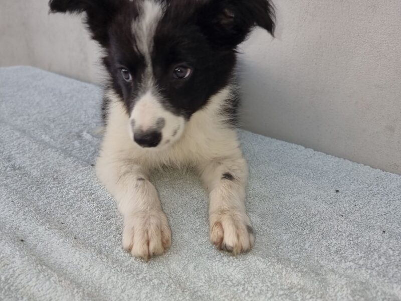 Border Collie štenci
