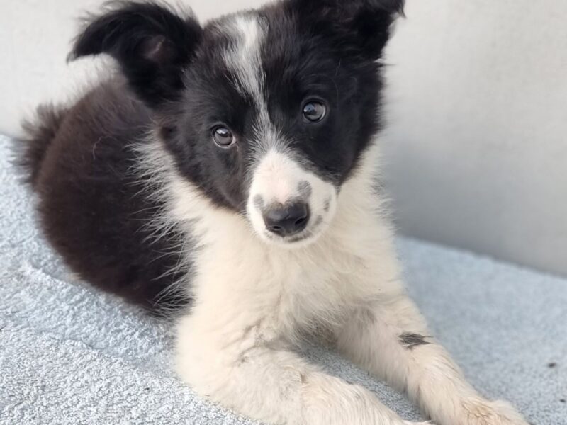 Border Collie štenci