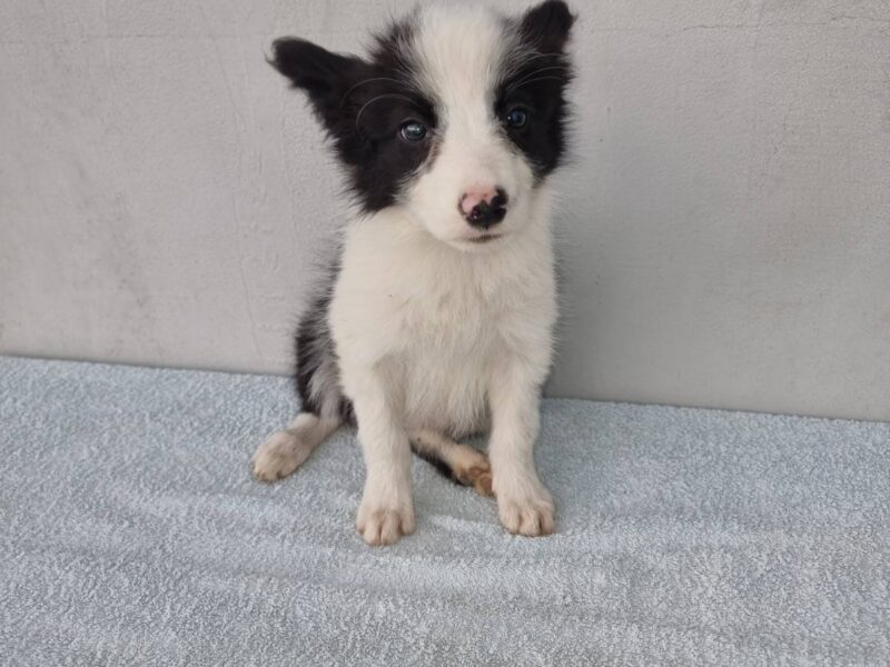 Border Collie štenci