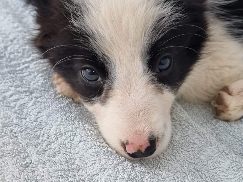 Border Collie štenci
