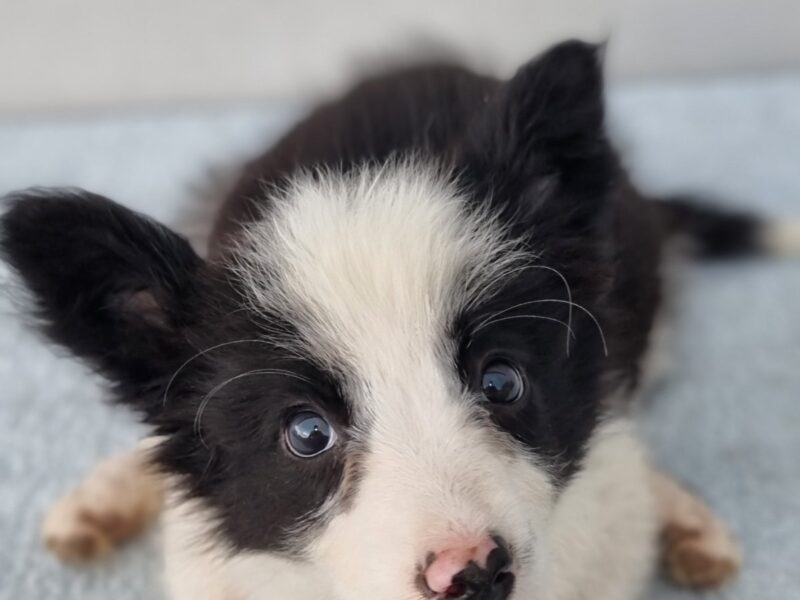 Border Collie štenci