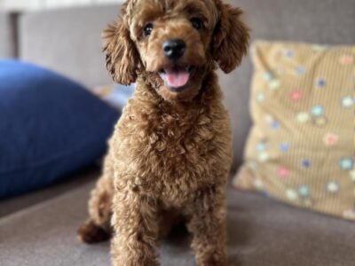 Toy Pudle na prodaju