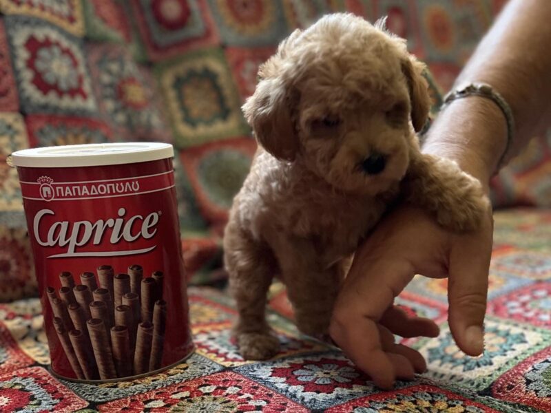 Toy Pudle na prodaju