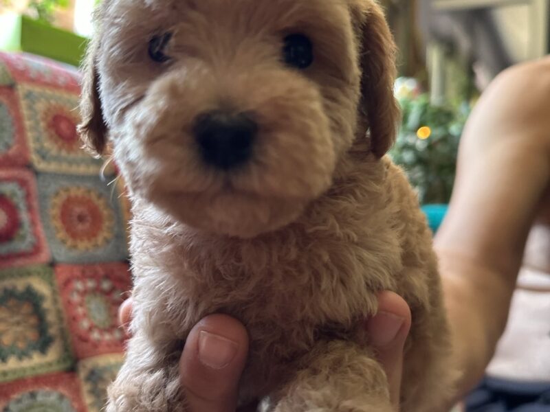 Toy Pudle na prodaju