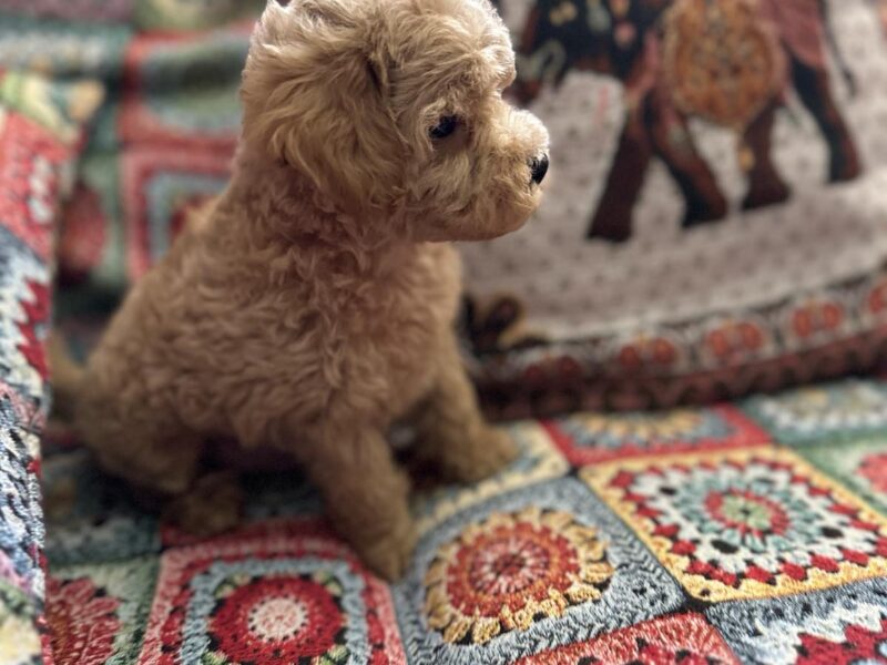 Toy Pudle na prodaju