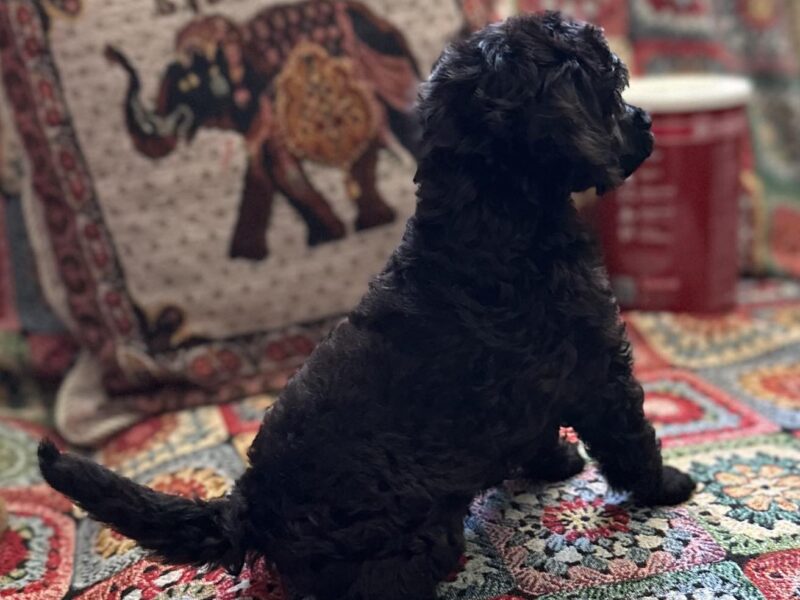 Toy Pudle na prodaju