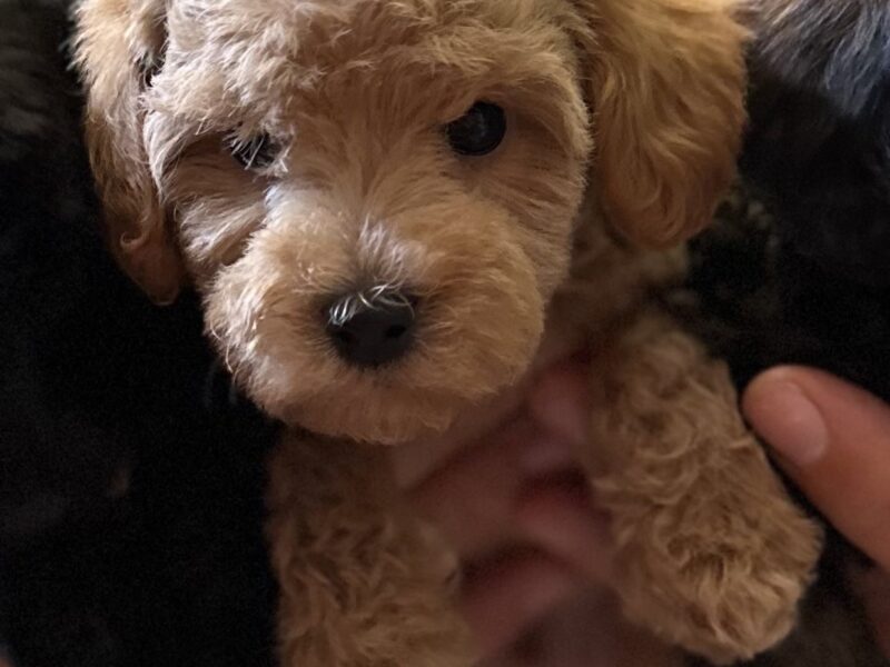 Toy Pudle na prodaju