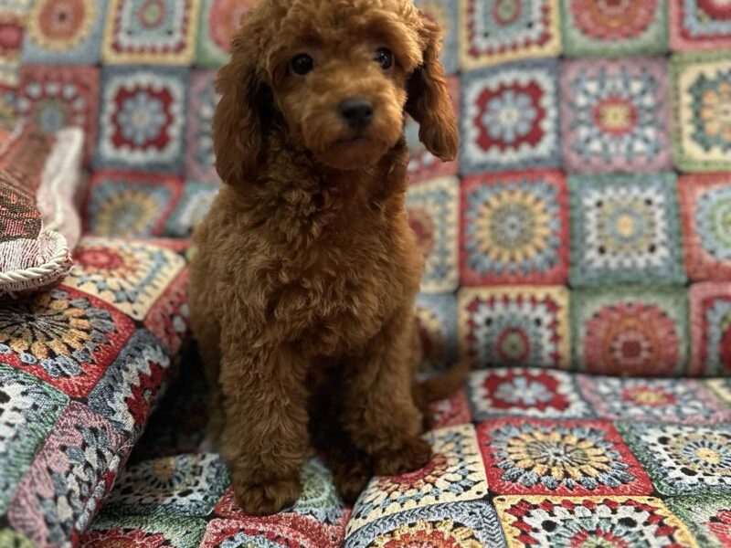 Toy Pudle na prodaju