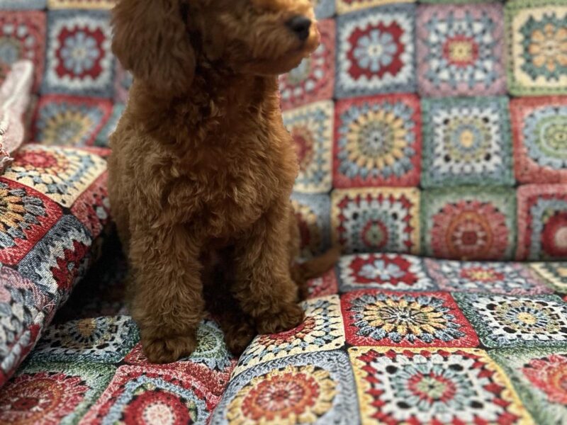 Toy Pudle na prodaju