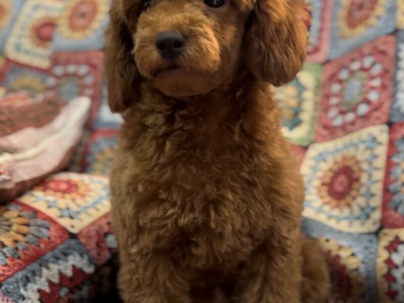 Toy Pudle na prodaju