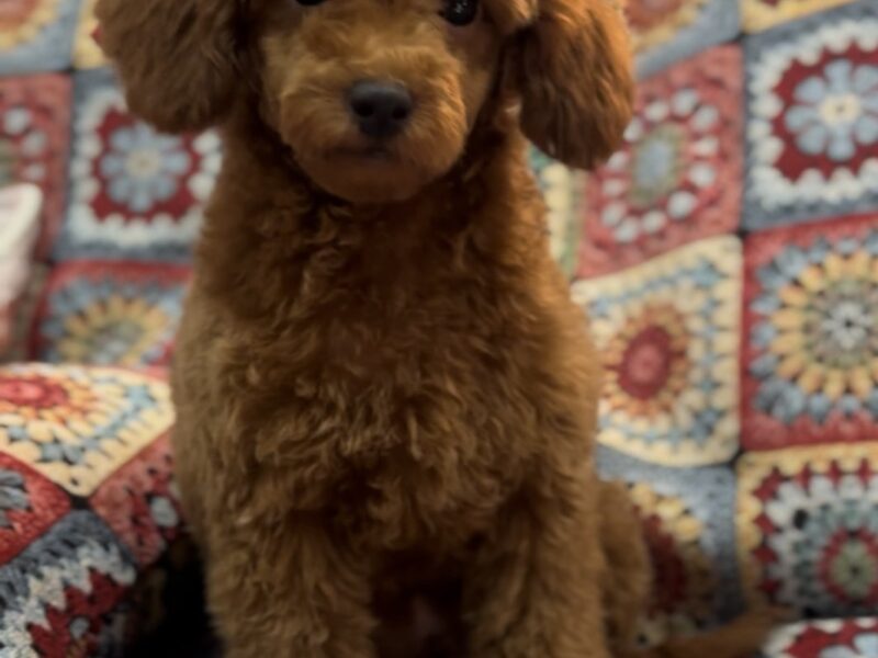 Toy Pudle na prodaju