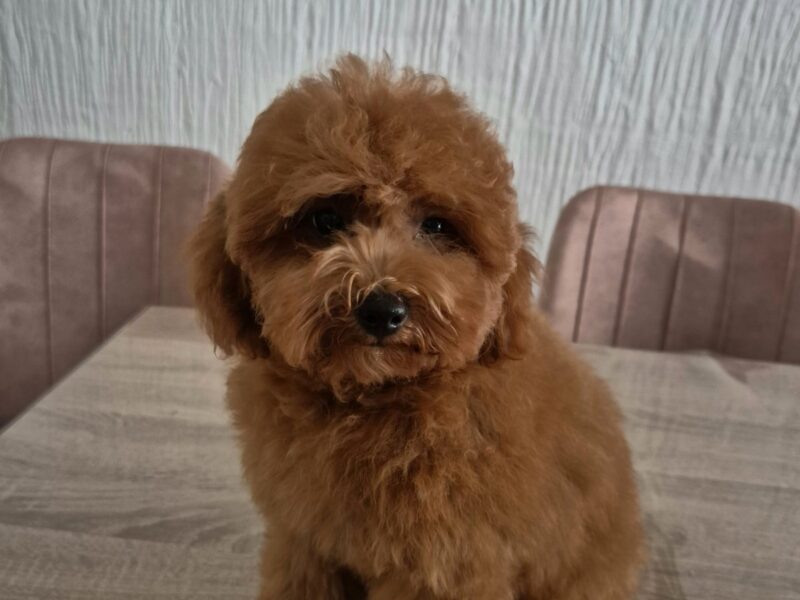 Mini Pudla zenkica na prodaju